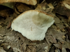 Sarcoporia longitubulata