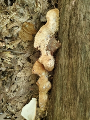 Sarcoporia longitubulata