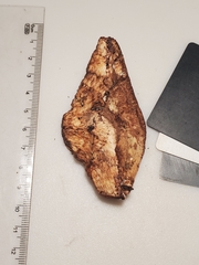 Sarcoporia longitubulata