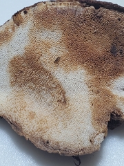 Sarcoporia longitubulata