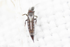 Thrips