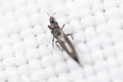 Thrips