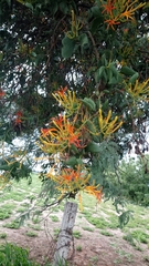 Psittacanthus calyculatus