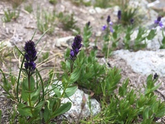 Veronica cusickii