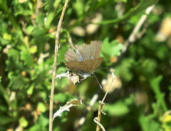 Glaucopsyche lygdamus australis