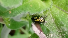 Zygogramma signatipennis