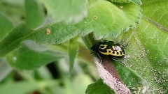 Zygogramma signatipennis