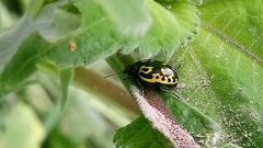 Zygogramma signatipennis