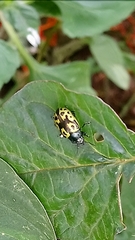 Zygogramma signatipennis