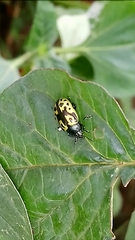 Zygogramma signatipennis
