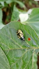 Zygogramma signatipennis
