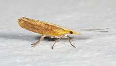 Ypsolopha dentiferella