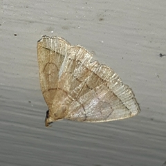 Zanclognatha marcidilinea