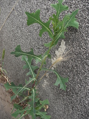 Lactuca serriola