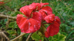 Pelargonium × hybridum