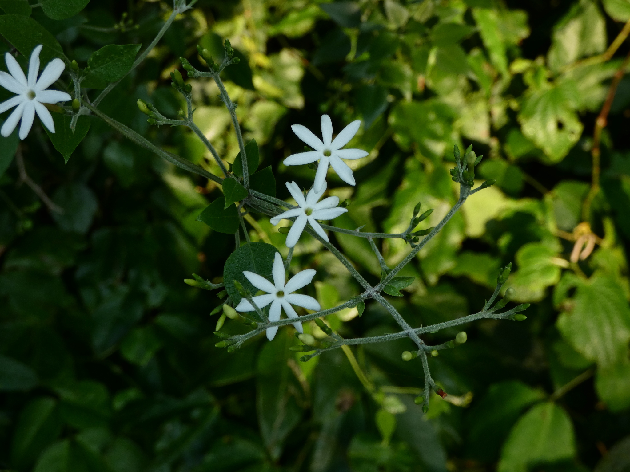 Jasminum fluminense