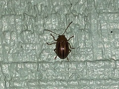 Colaspis floridiana