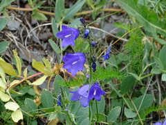 Campanula intercedens