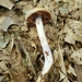 Cortinarius splendidus - Photo (c) Stephen Russell, some rights reserved (CC BY-NC), uploaded by Stephen Russell
