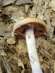 Cortinarius splendidus