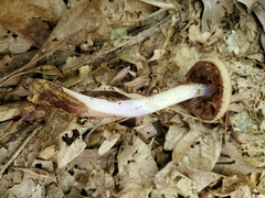 Cortinarius splendidus