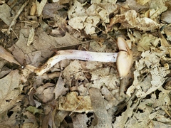 Cortinarius splendidus