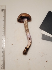 Cortinarius splendidus