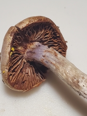 Cortinarius splendidus