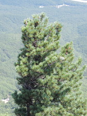 Pinus koraiensis