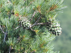 Pinus koraiensis