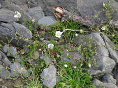 Mononeuria groenlandica