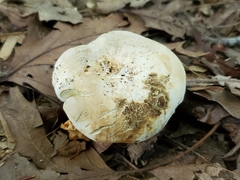 Lactifluus