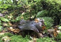 Boletopsis leucomelaena