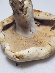 Lactifluus