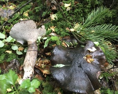 Boletopsis leucomelaena