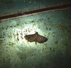 Pilocrocis ramentalis