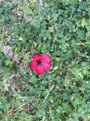 Linum grandiflorum