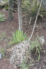 Agave mitis albicans