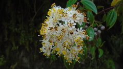 Miconia crocea