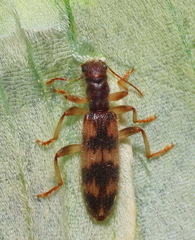 Cymatodera undulata