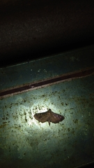 Pilocrocis ramentalis