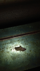 Pilocrocis ramentalis