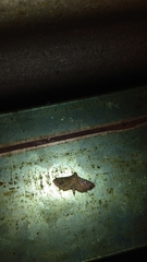 Pilocrocis ramentalis