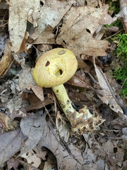 Suillus subaureus