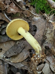 Suillus subaureus
