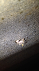Conchylodes ovulalis
