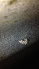 Conchylodes ovulalis