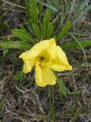 Oenothera howardii