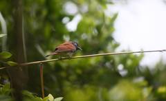 Terpsiphone atrocaudata