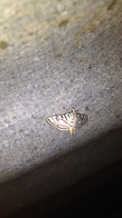 Conchylodes ovulalis